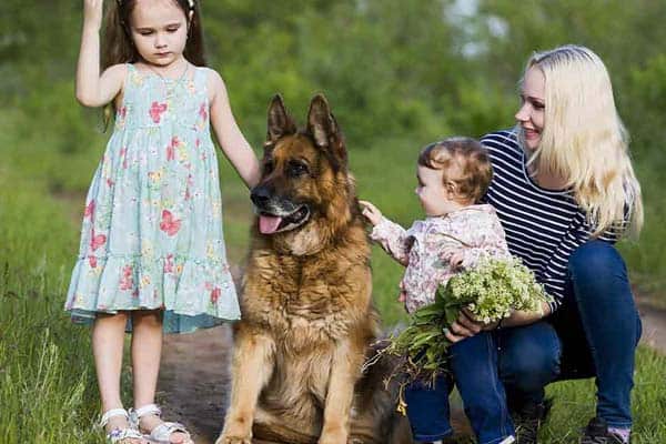 german shepherd good family dog