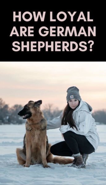 german-shepherd-loyalty