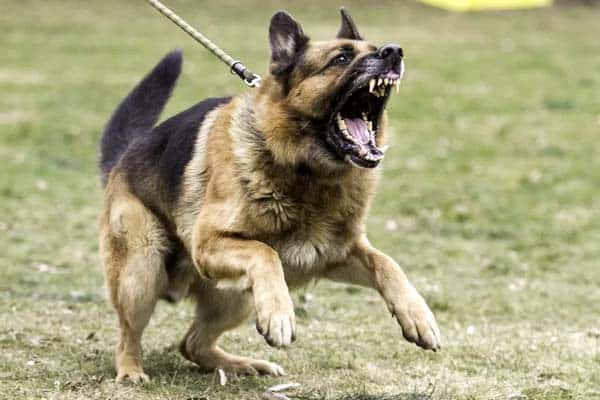 german shepherd food aggression