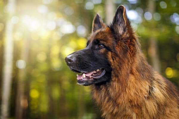 german shepherd intelligent dog