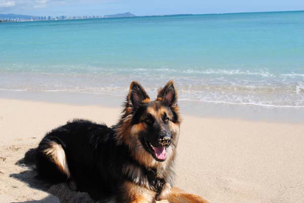 Can-German-Shepherds-Swim