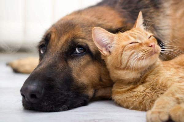 can german shepherds be good with cats