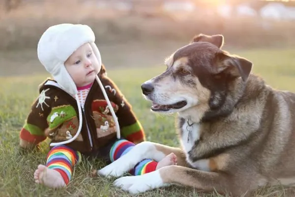 German shepherd beside a baby