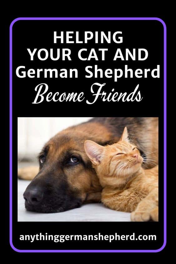 how do german shepherds get along with cats