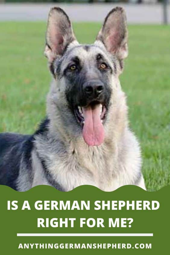 Is a German Shepherd Right For Me