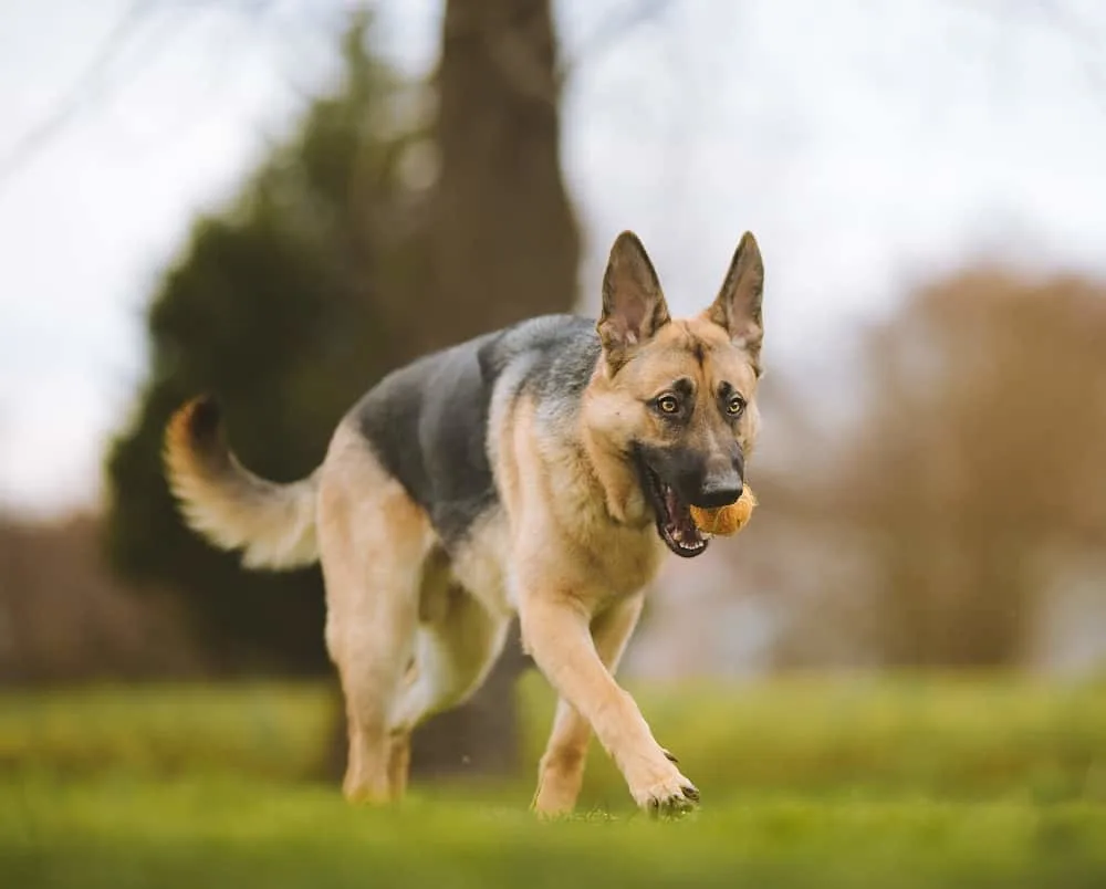 Purebred-german-shepherd-walking-with-ball-in-mouth
