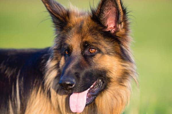 when can a german shepherd get pregnant