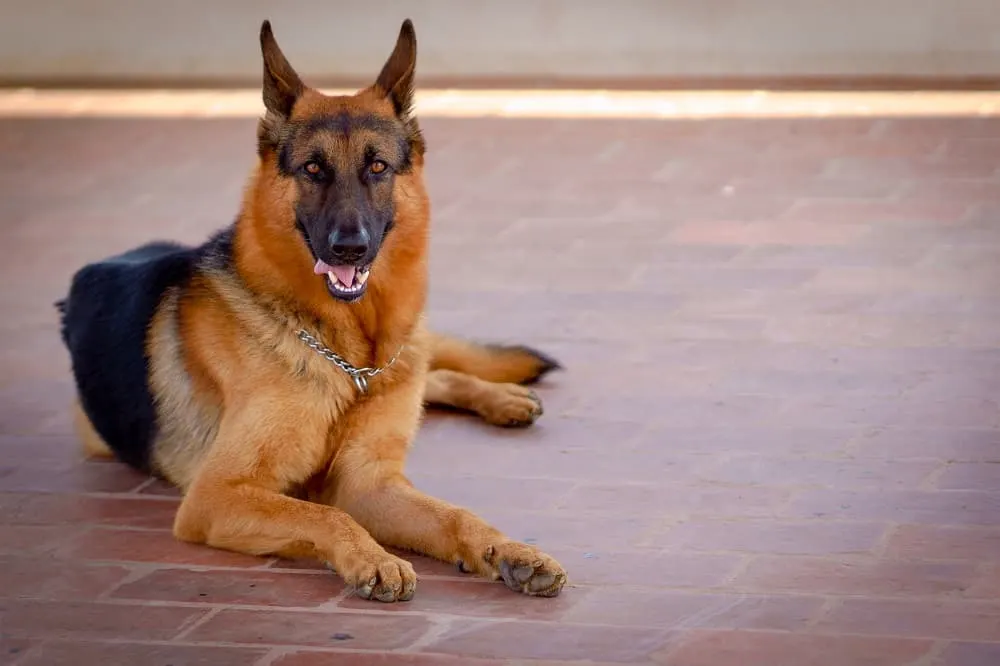 purebred-german-shepherd-laying-on-floor