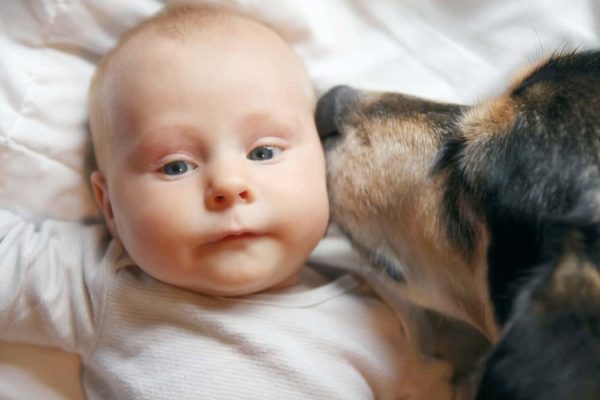 German shepherd with a baby
