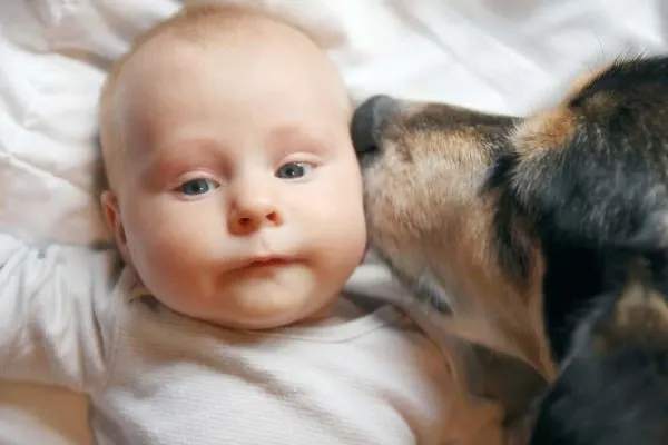 German shepherd with a baby