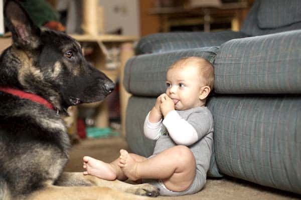Are-German-Shepherds-Safe-with-Babies