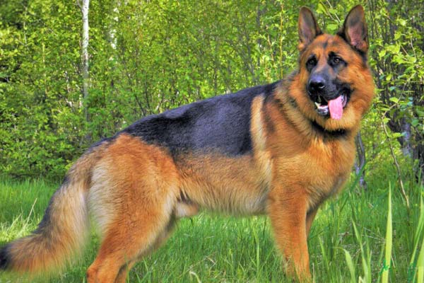 How Much Does A Purebred German Shepherd Cost 