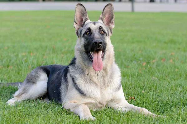 pros-and-cons-of-german-shepherds