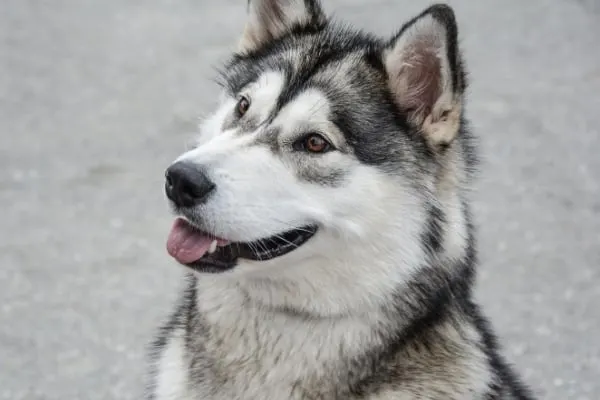 Alaskan-Malamute-Lifestyle