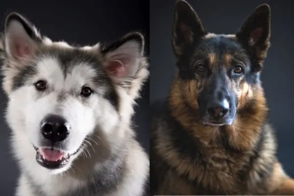 Alaskan-Malamute-vs-German-Shepherd