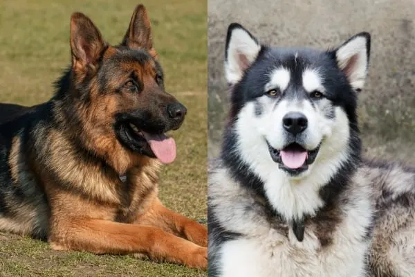 Alaskan Malamute vs German Shepherd: Which One Is Your New Best Friend