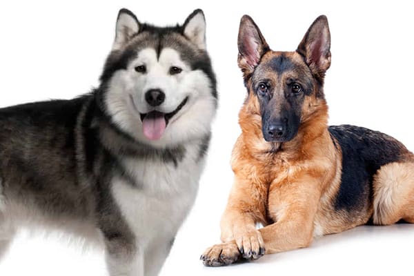 Alaskan Malamute vs German Shepherd: Which One Is Your New Best Friend