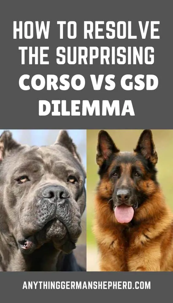 Cane Corso vs German Shepherd