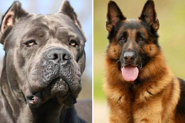 cane corso hunting lions