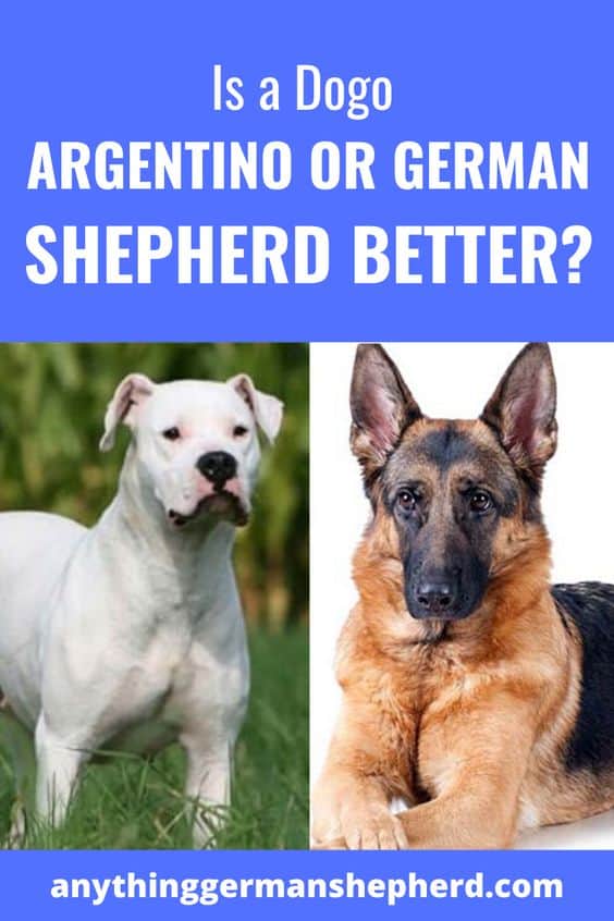 Dogo Argentino vs German Shepherd