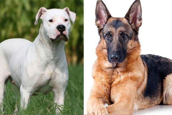 Dogo-Argentino-vs-German-Shepherd