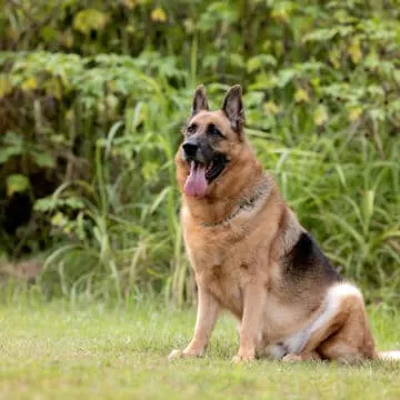 German Shepherd resting on the grass