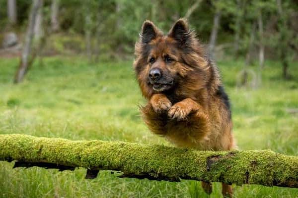 How-High-can-German-Shepherd-Dogs-Jump