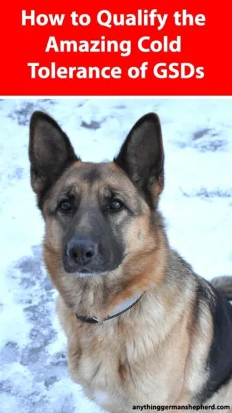 how-cold-is-too-cold-for-a-german-shepherd