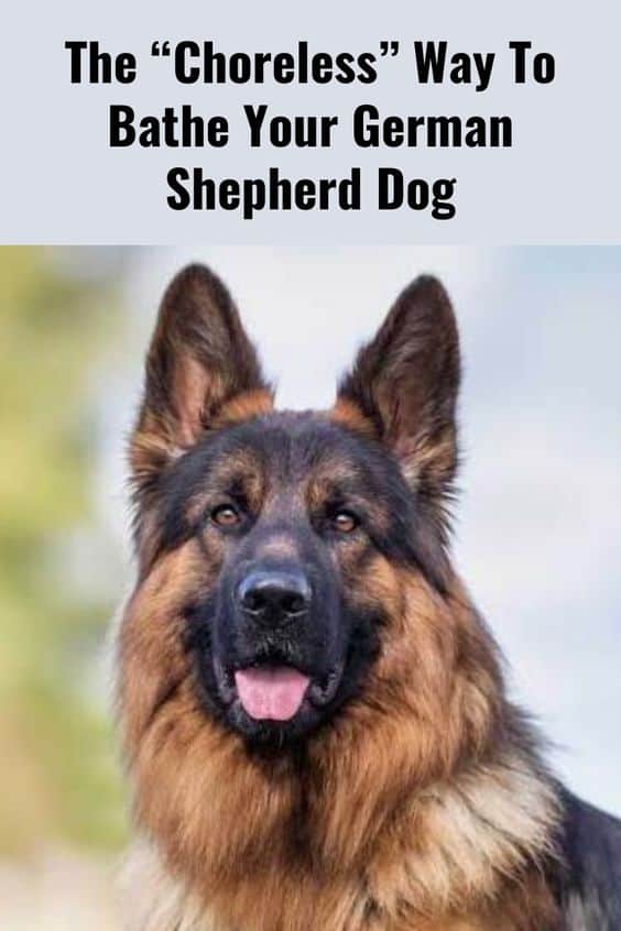 how-often-to-bathe-german-shepherd