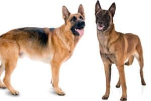 Belgian Malinois vs German Shepherd - The Major Differences