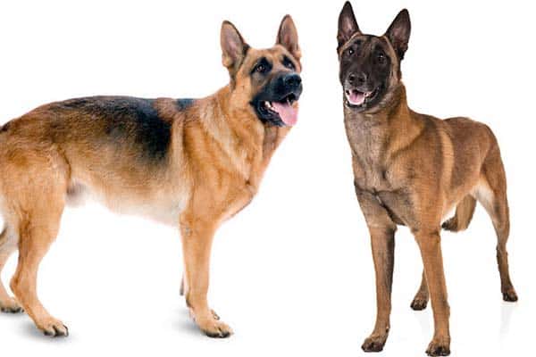 dogs similar to german shepherds