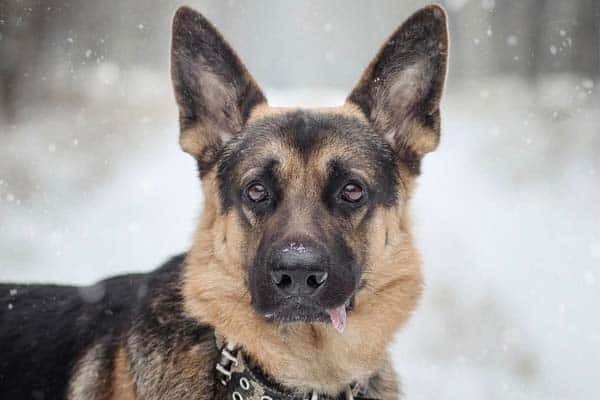 how-cold-is-too-cold-for-a-german-shepherd