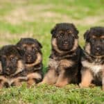 how-many-puppies-does-a-german-shepherd-have