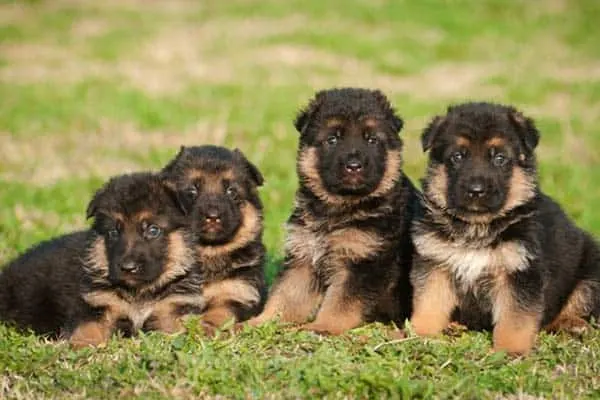 dog puppies sitting in grass field