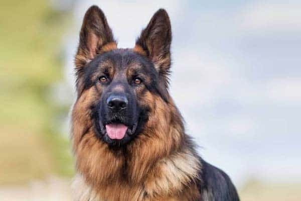 Bathe Your German Shepherd Dog, Do German Shepherds Need A Coat In Winter