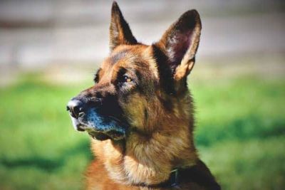 how-to-clean-a-german-shepherds-ears