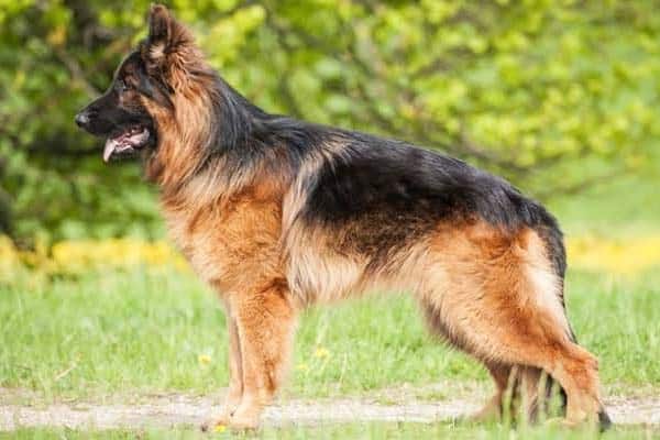 german shepherd medium coat dog