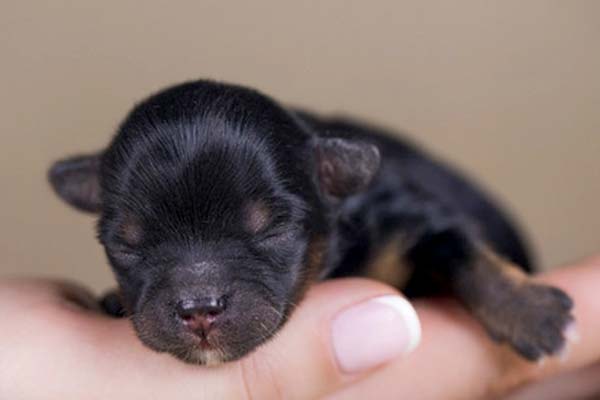 2 week old german shepherd