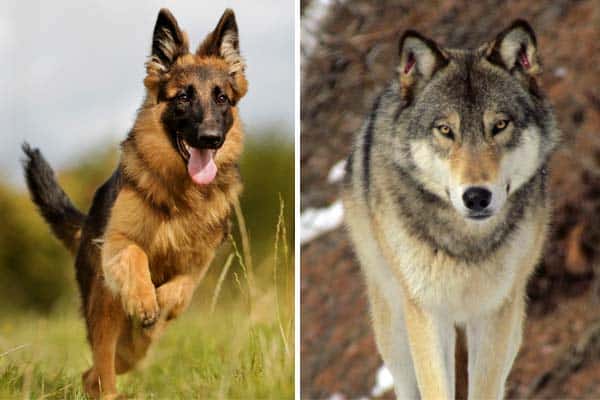 German Shepherd vs Wolf: 9 Striking Differences