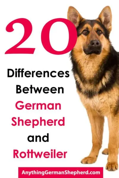 20-Differences-Between-German-Shepherds-and-Rottweilers