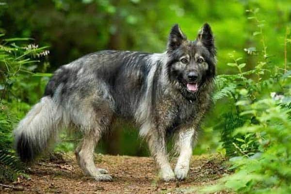 American-Alsatian-dog