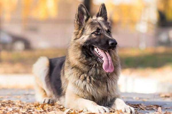 difference between american german shepherd and german german shepherd