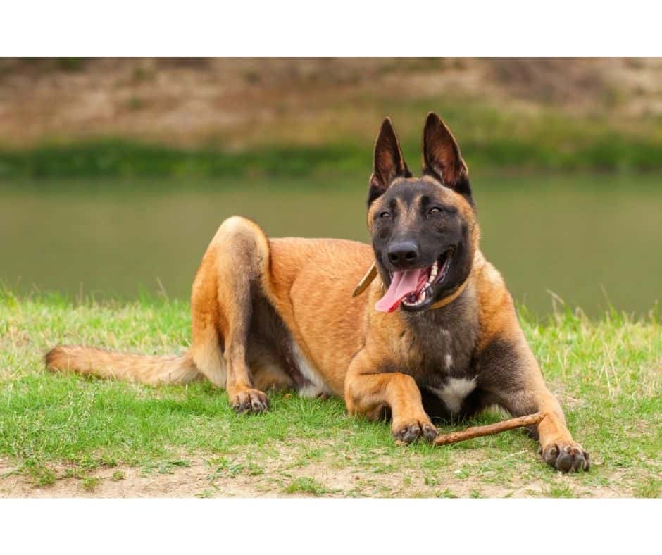 Belgian Malinois