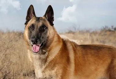 Belgian Malinois