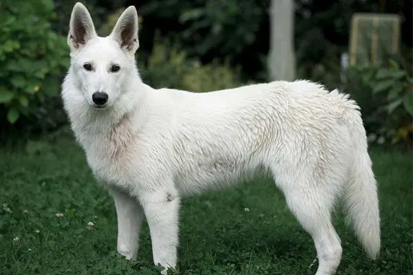 Berger-Blanc-Suisse-dog