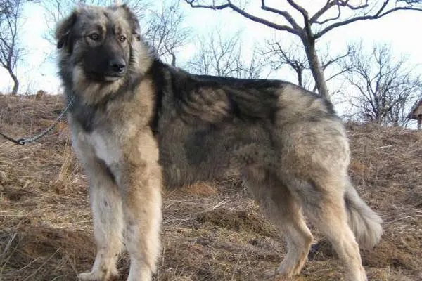 Carpathian-Shepherd-dog