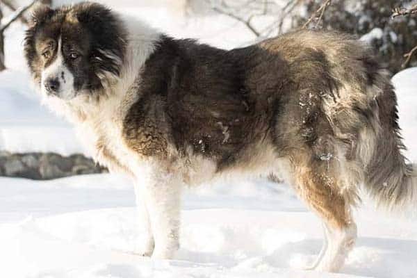 Caucasian-Shepherd-Dog