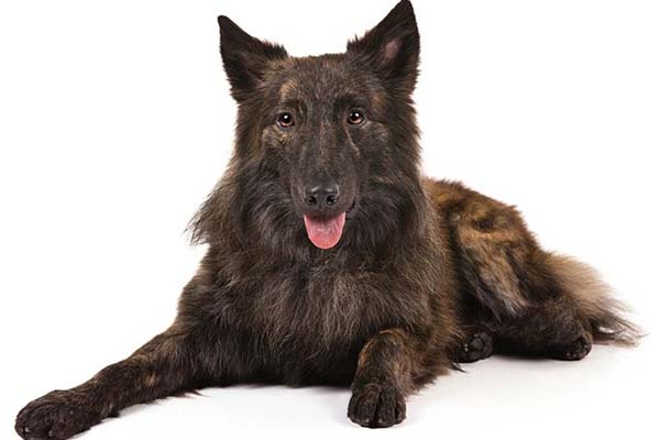 Dutch Shepherd