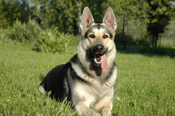 Eastern-European-Shepherd