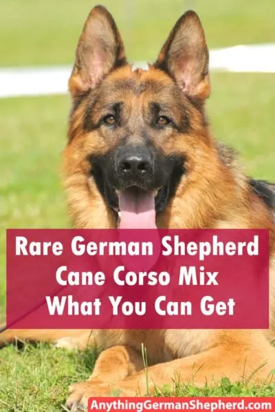 German-Shepherd-Cane-Corso-Mix